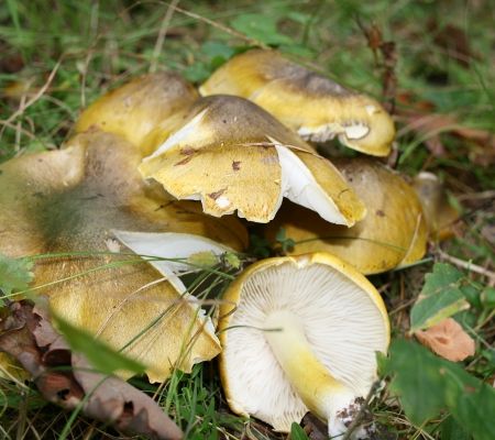 Tricholoma sejunctum